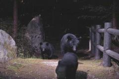 3匹の熊
